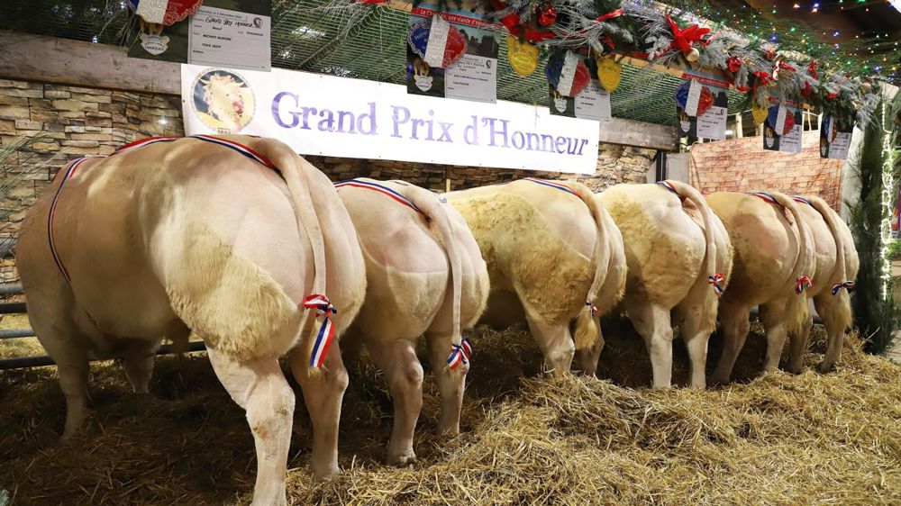 © Festival du bœuf à Charolles